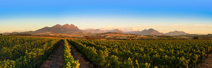 Prescient Pinotage Report 2020: Top 10