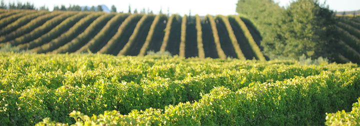 Iona Vinyards